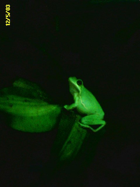 Green Treefrog
